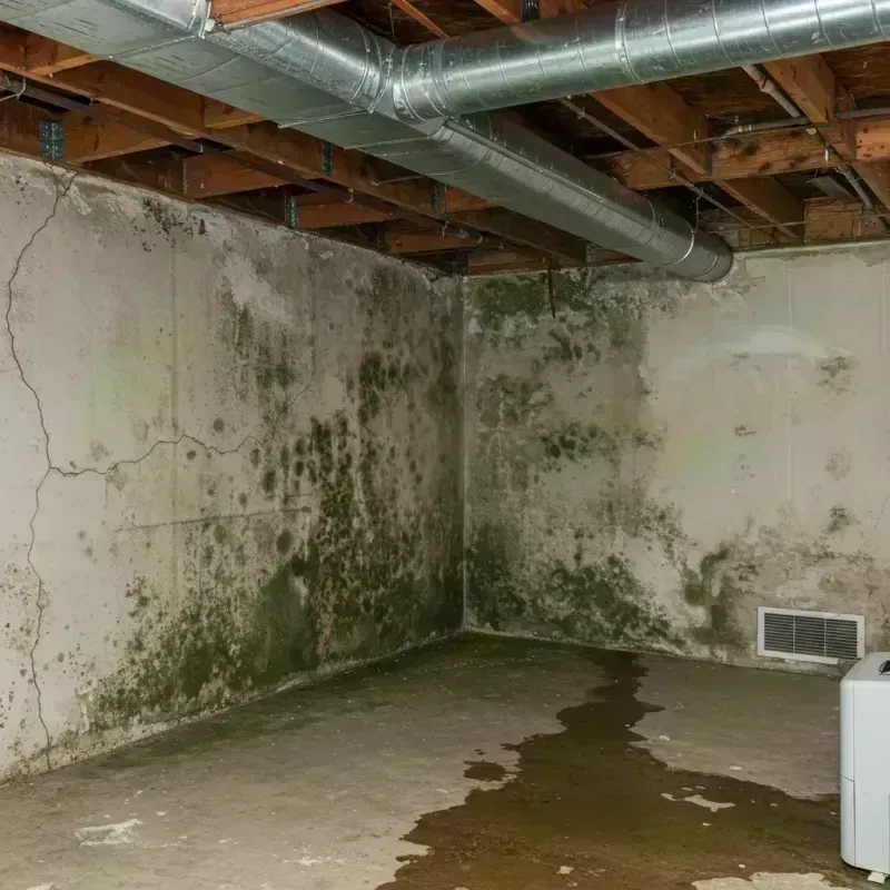 Professional Mold Removal in South Dennis, MA